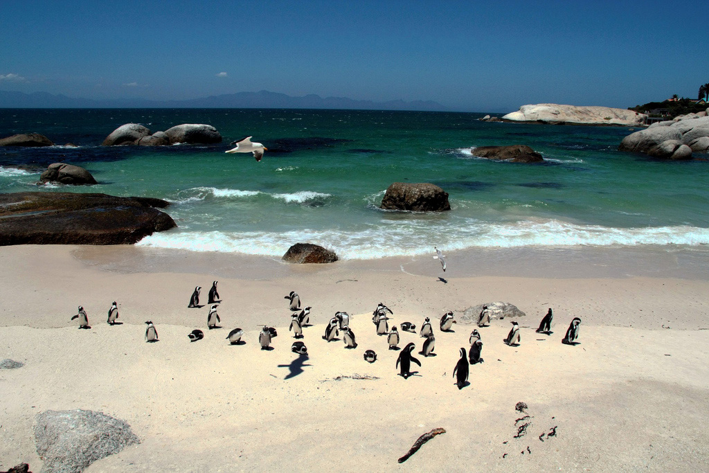 Пляж Боулдерс в ЮАР-е, фото 3