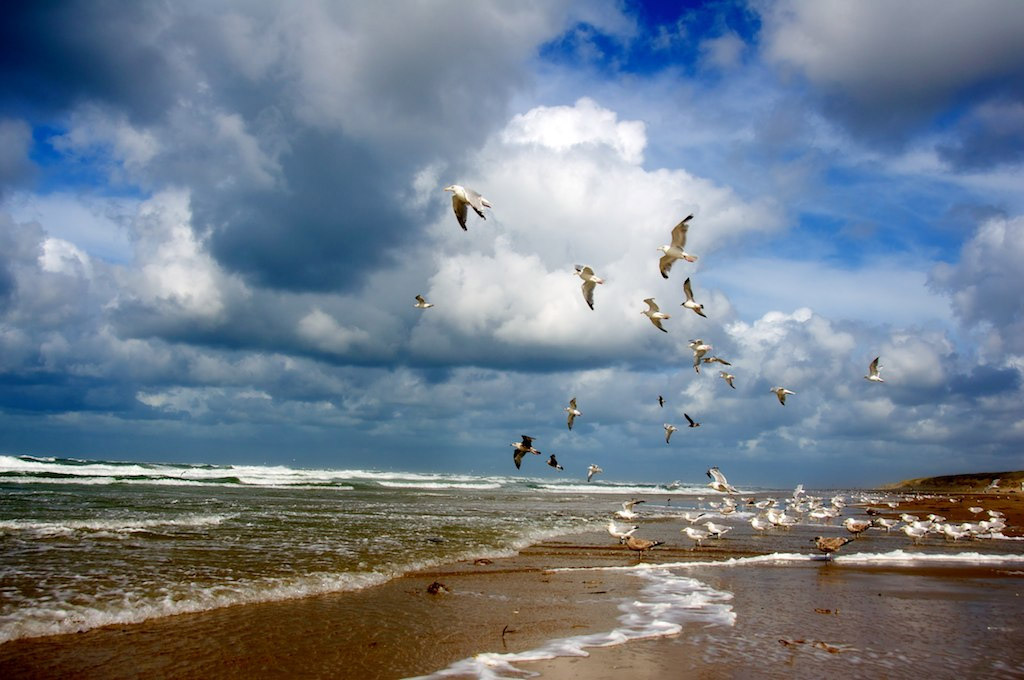 Пляж Тексель в Нидерландах, фото 3