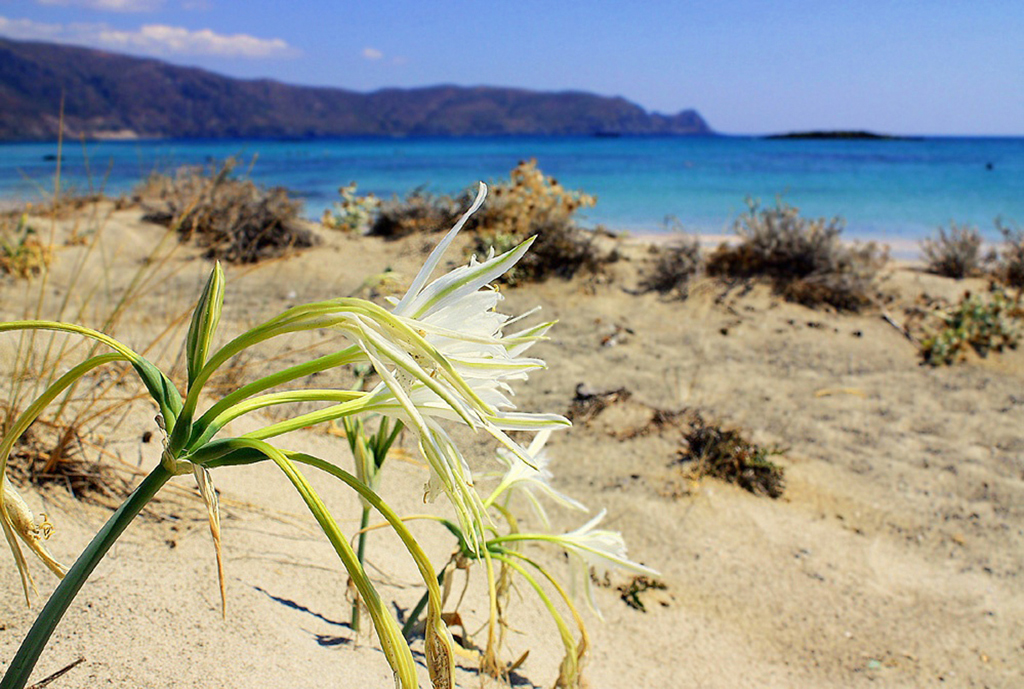 Пляж Элафониси в Греции, фото 11