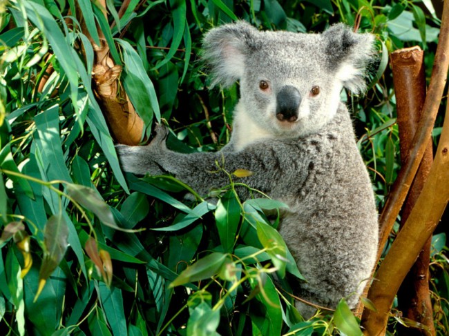 Здесь cохранились многие уникальные животные, например, коала