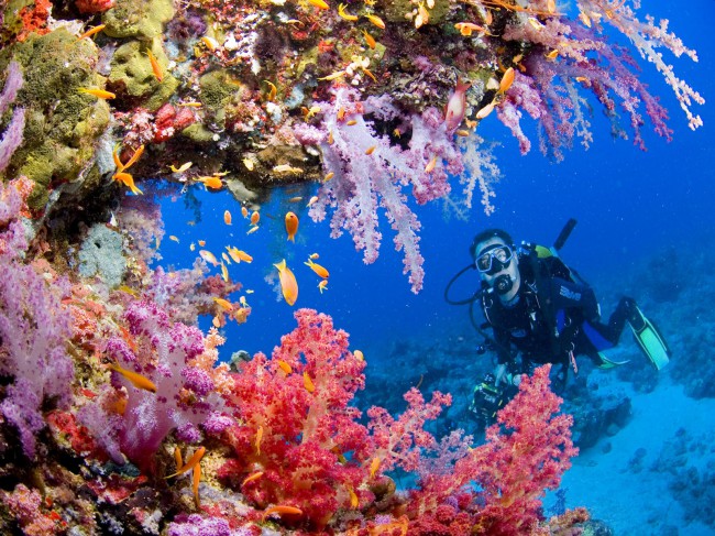 Большой Барьерный риф — место паломничества дайверов со всего мира.