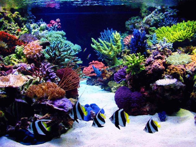 Здесь обитают свыше 1500 видов рыб и 400 видов редких кораллов.