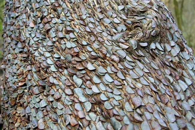 Коры старого дуба уже практически не видно, так как она полностью покрыта монетами.