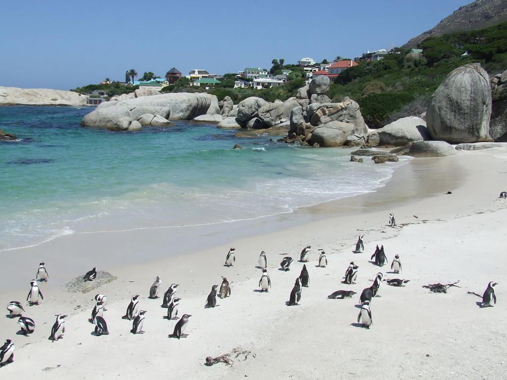 Пляж Боулдерс в ЮАР-е, фото 2
