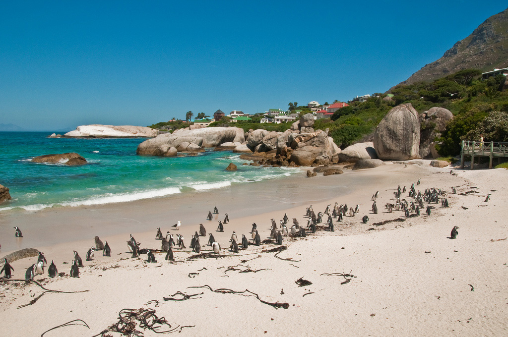 Пляж Боулдерс в ЮАР-е, фото 4