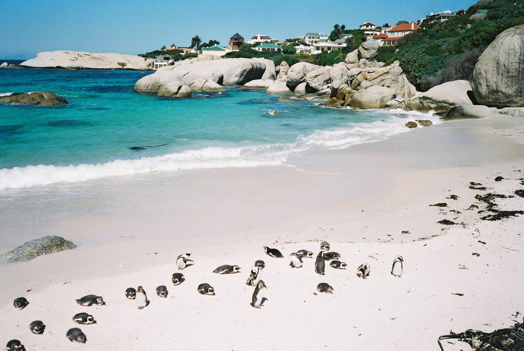 Пляж Боулдерс в ЮАР-е, фото 6