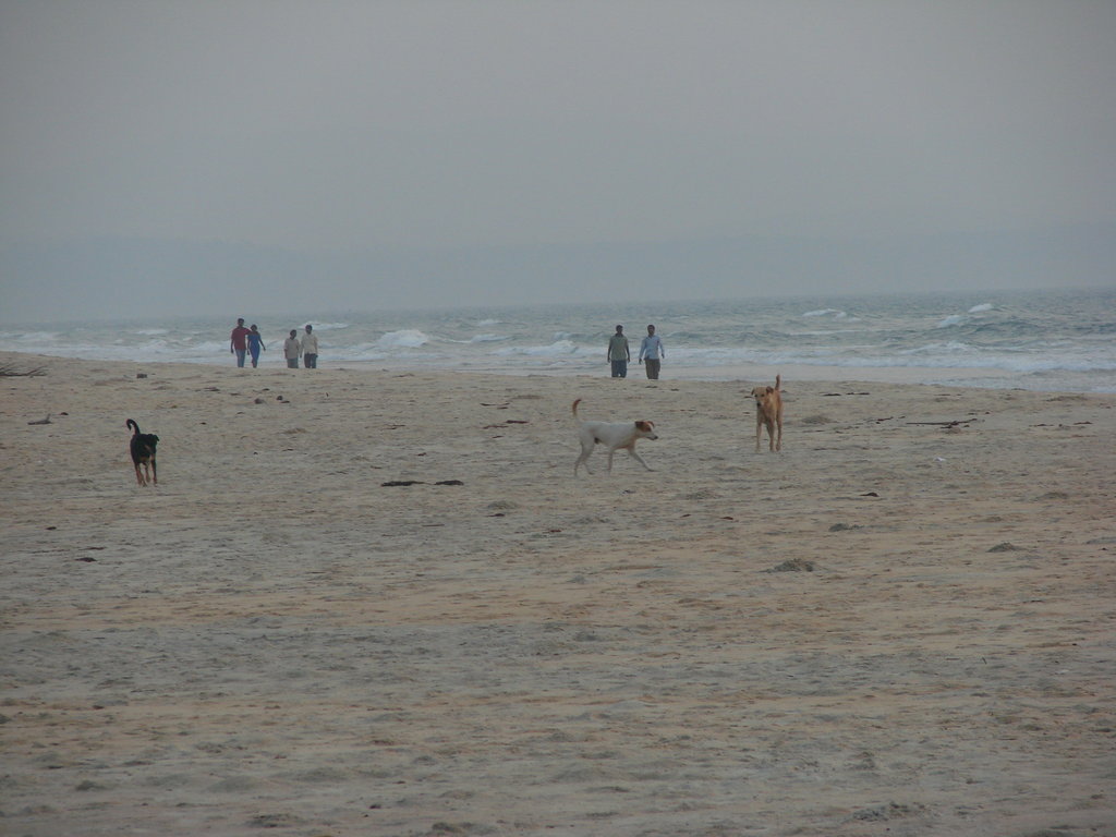 Пляж Варка в Индии, фото 3