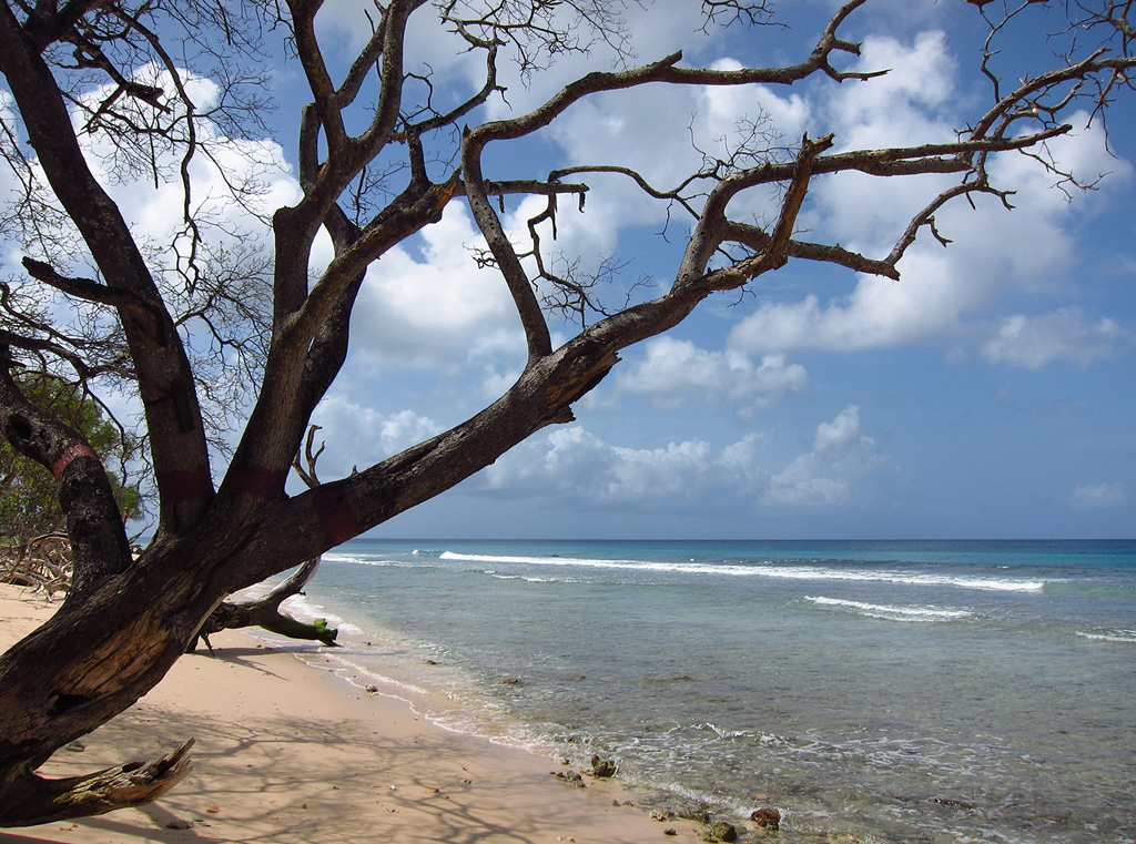 Пляж Хейвудс в Барбадосе, фото 6
