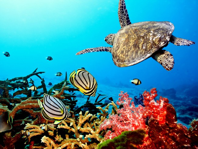 Морские черепахи могут существовать только в чистой воде