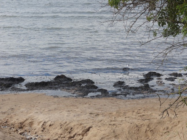 Водоросли становятся огромной проблемой Сейшельских пляжей