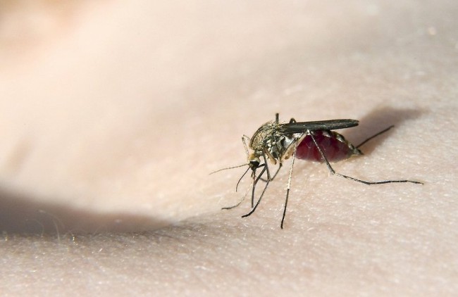 Не стоит забывать о вредных, назойливых насекомых. Против их укусов также приобретите соответствующие препараты. Реакция на укусы насекомых может быть довольно тяжелой.