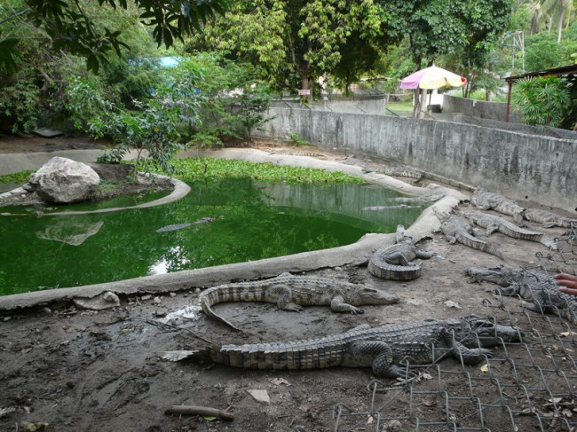 Крокодиловая ферма