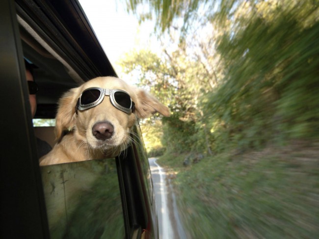 Автомобиль - это самый распространенный вид транспорта для поездок на отдых с собаками