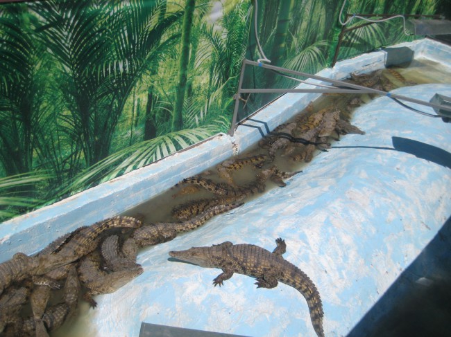 Ценители экзотических животных останутся, довольны от посещения крокодильей фермы