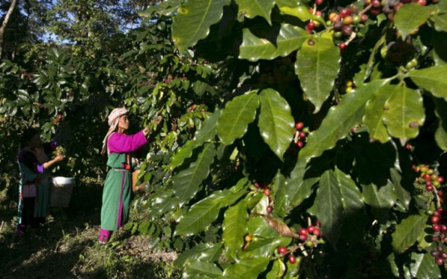 Местные жители собирают зерна на кофейных плантациях
