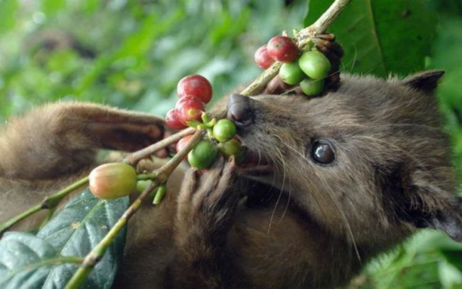 Так животные поедают зеленые ягоды кофе