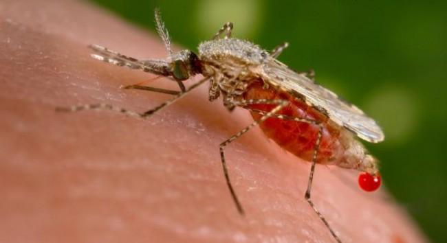 Ученые установили, что комары выбирают себе жертву по запаху микрофлоры кожи