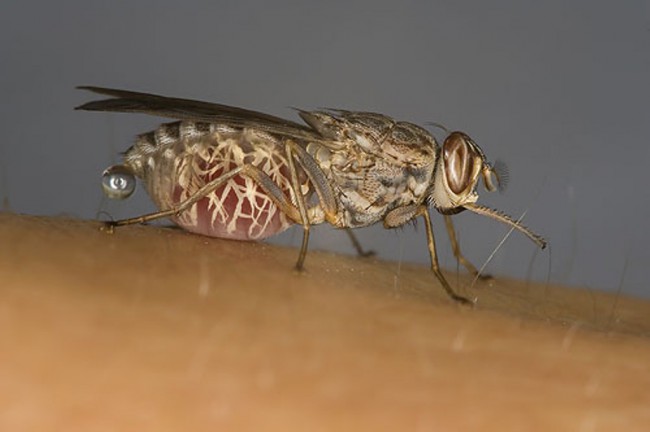 Переносчиком африканской сонной болезни является муха цеце.