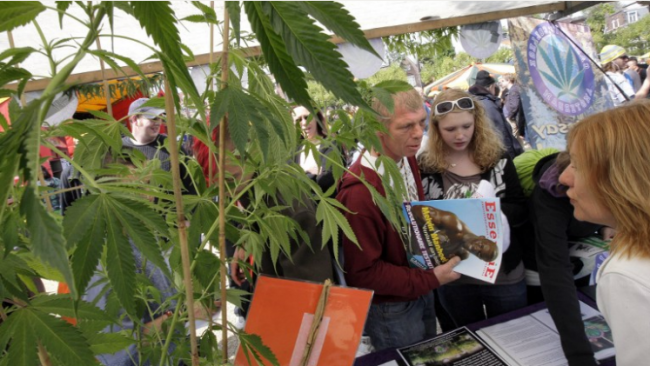 Фестиваль марихуаны амстердама какие лампы купить для выращивания конопли