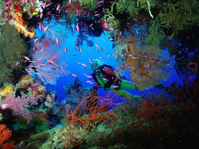 Теплое море, множество кораллов создают уникальные условия для жизни многочисленных представителей морской фауны возле побережья Кубы