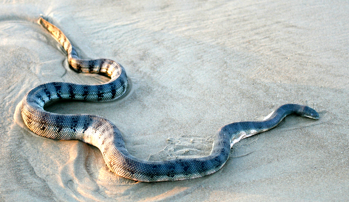 Змея на полу. Морской Крайт змея. Морская змея ластохвост. Морская змея Белчера. Синий Крайт змея.