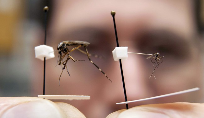 Вот типичные представители летающих вампиров Кубинский комар (слева) и москит (справа)