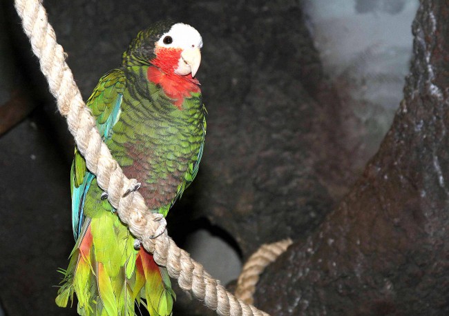 Типичный предмет контрабанды – редкие птицы Кубы