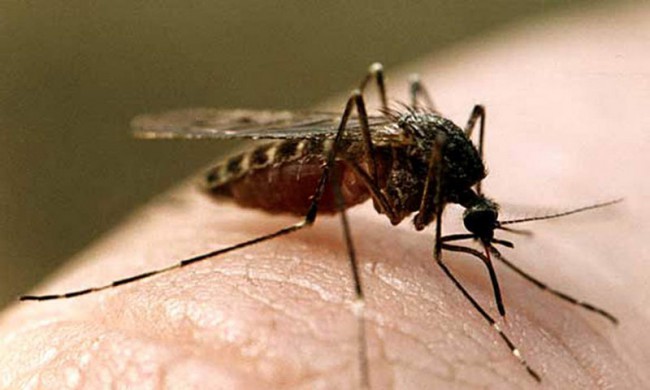 Если после укуса комаром вовремя не начать лечение, то это может привести к летальному исходу
