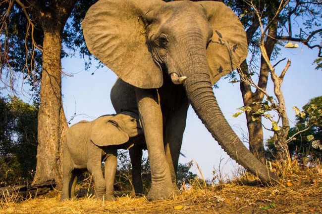 Оберегая своих детенышей, слоны могут быть очень свирепы