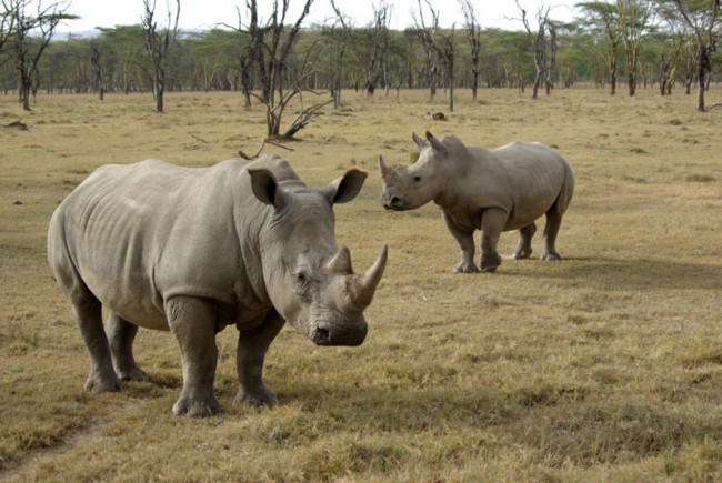 Африканский носорог второй по величине из млекопитающих после слонов. Для безоружного человека он представляет большую опасность. 