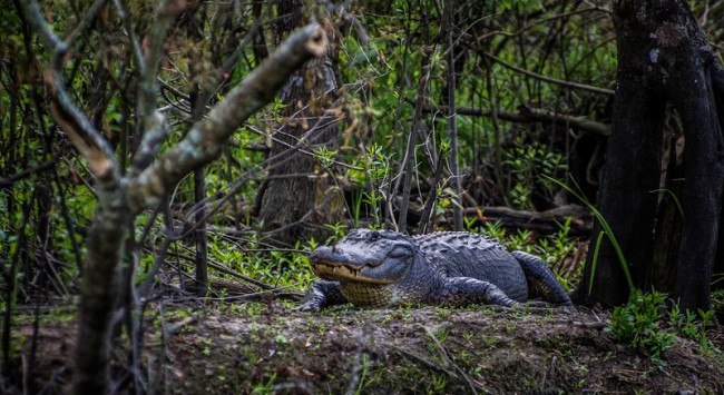 Единственные обитатели болот – огромные аллигаторы.