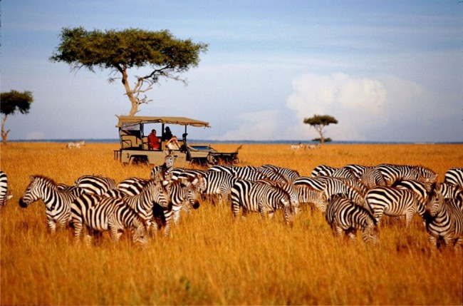Зебры, словно коровы, пасутся на лугу в присутствии людей