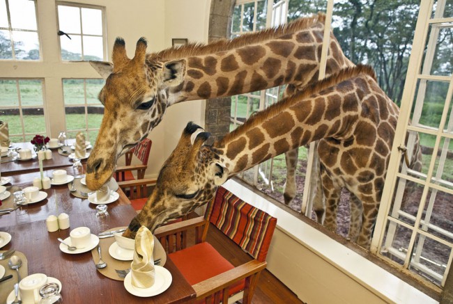 Не зевайте перед завтраком, иначе любопытные жирафы раньше испробуют приготовленные яства
