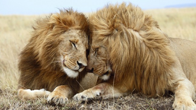 Все звери совершенно миролюбивы, даже грозные львы не подвластные жестокости и хищному нападению
