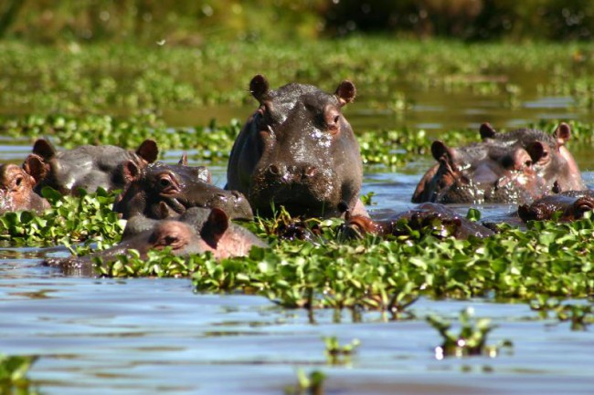 Не стоит подходить близко к воде, там могут оказаться не только бегемоты, но хищники