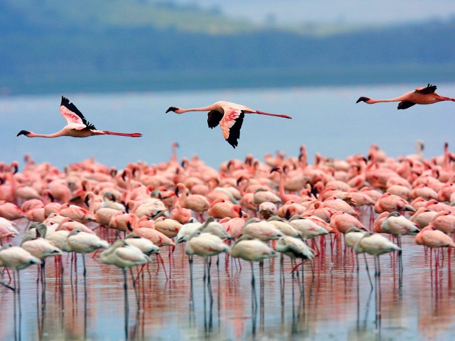Стая фламинго на берегу Индийского океана радую глаз туристов