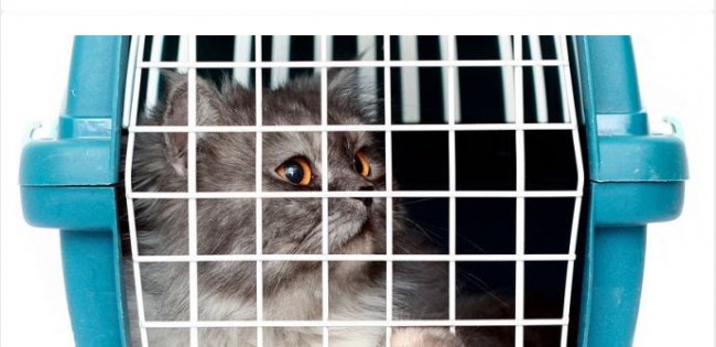 Перевозка домашних животных (кошек, собак или хорьков) в салоне самолета разрешается только в специальных клетках