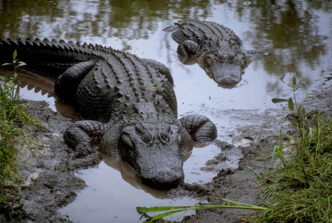 Крокодилы только и ожидают очередную жертву