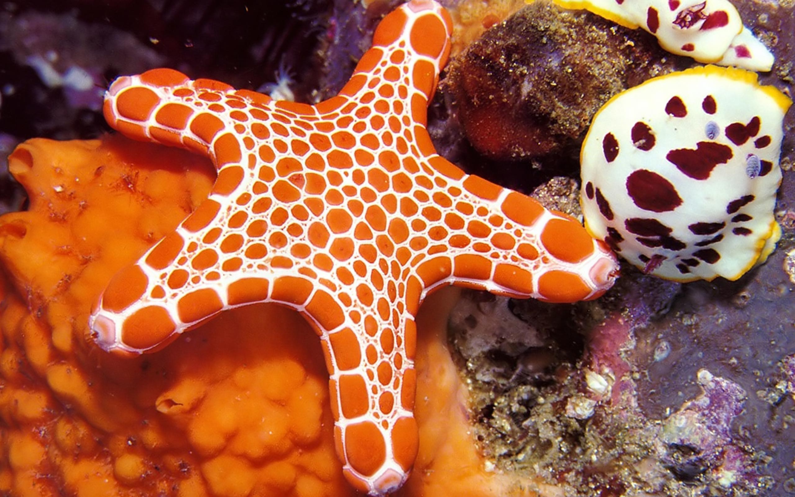 Что бывает морским. Морская звезда Lunckia Columbiae. Морские маргаритки иглокожие. Подводные обитатели. Необычные морские обитатели.