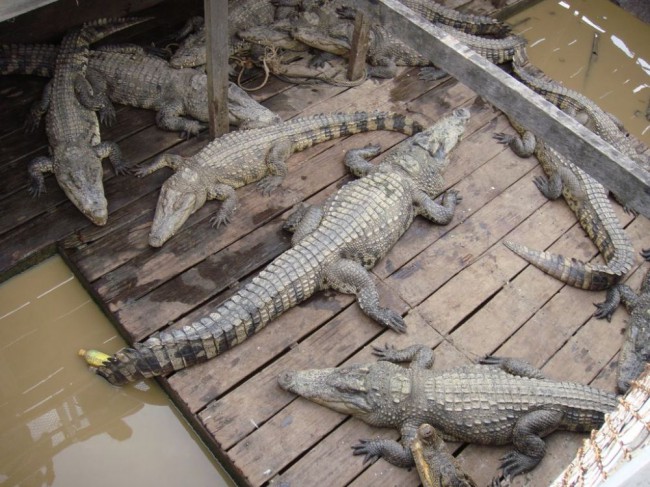 Крокодилы и люди живут в одной среде