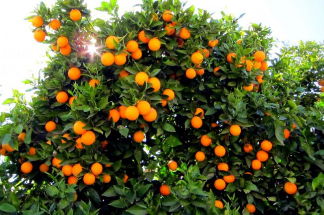 На протяжении веков апельсины из долины Сольер считались одними из лучших
