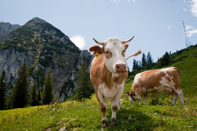 Покидая Австрию, не откажите себе в удовольствии насытиться молоком коров, которых выпасают на альпийских лугах